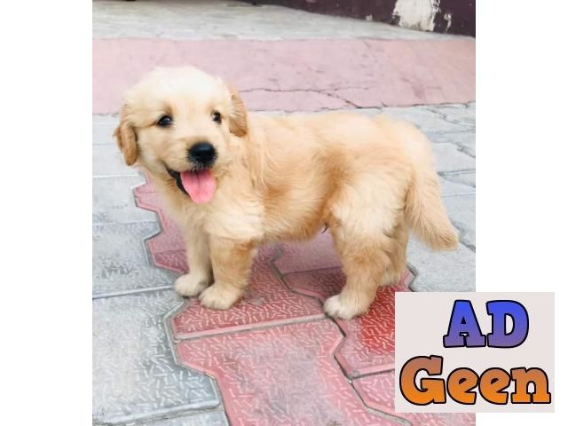 used Golden Retriever pups show quality available in Delhi for sale 